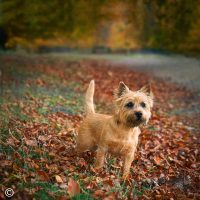 hunde_fotograf_aasmul_taastrup_01