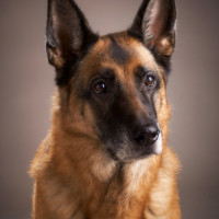 hunde_fotograf_aasmul_taastrup_02