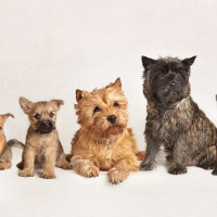 hunde_fotograf_aasmul_taastrup_03