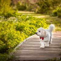 hunde_fotograf_aasmul_taastrup_11
