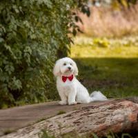 hunde_fotograf_aasmul_taastrup_13