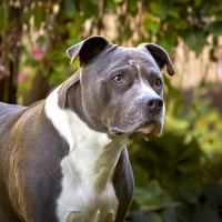 hunde_fotograf_aasmul_taastrup_17